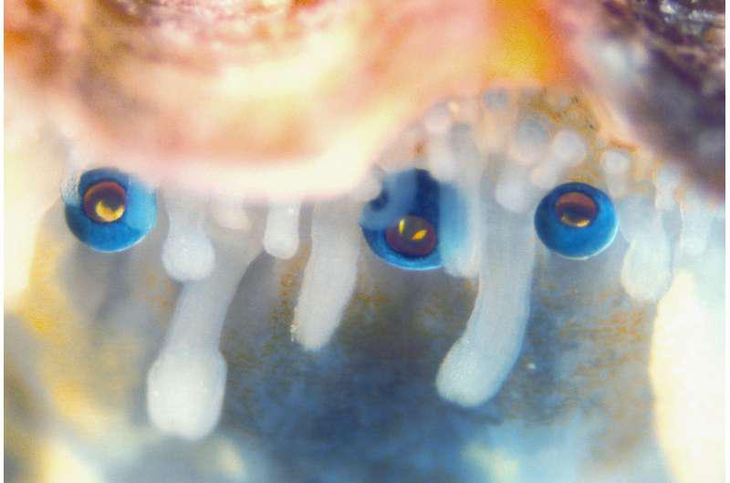 Occhi di capesante: disegno del mollusco sotto un nuovo microscopio
