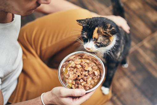 Gatos não são tão fãs de proteínas como pensamos. (Fonte: GettyImages/ Reprodução) 