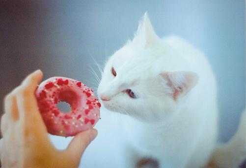 Não adianta achar que está agradando seu gato dividindo sua sobremesa. (Fonte: GettyImages/ Reprodução) 