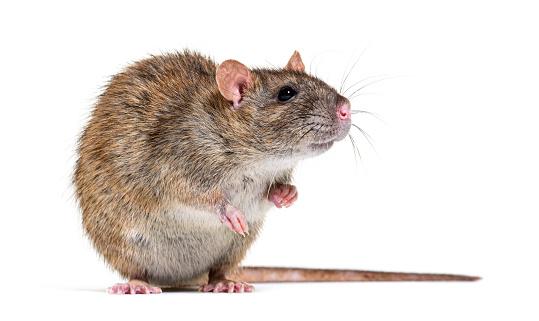 Buckland costumava servir ratos aos seus convidados. (Fonte: Getty Images/Reprodução)