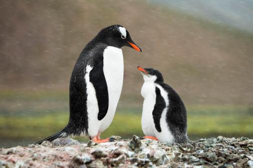 Pinguins machos podem adotar um filhote. (Fonte: GettyImages/ Reprodução) 