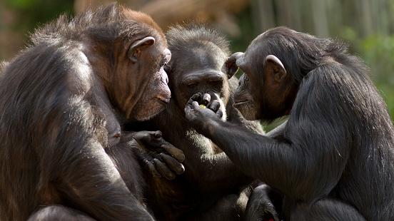 Chimpanzés machos podem fazer sexo entre si só para desestressar. (Fonte: GettyImages/ Reprodução).
