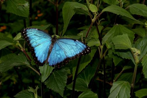 Algumas borboletas podem ter características masculinas e femininas. (Fonte: GettyImages/ Reprodução)