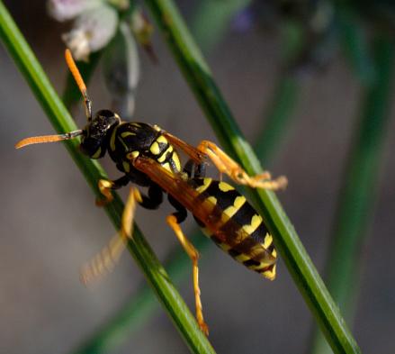 Nessa imagem, aparece a vespa-europeia, que de fato apresenta algumas diferenças em relação a mariposa vespa. (Fonte: Getty Images/Reprodução)