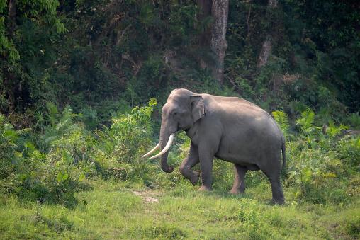 O elefante-asiático é um parente próximo do mamute-lanoso. (Fonte: GettyImages/ Reprodução)