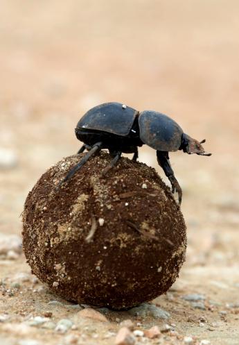 Os besouros-rola-bosta sobem na bola de esterco para ajudar na localização. (Fonte: GettyImages/ Reprodução)