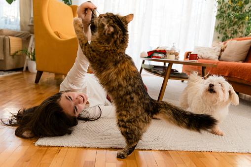 A bolsa primordial fica próximo às patas traseiras do gato. (Fonte: Getty Images/Reprodução)