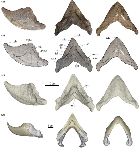 Mandíbula da Peltocephalus maturin (a, b e c) em comparação com a da Peltocephalus dumerilianus (d). (Fonte: GS Ferreira et al, Biology Letters/ Divulgação)