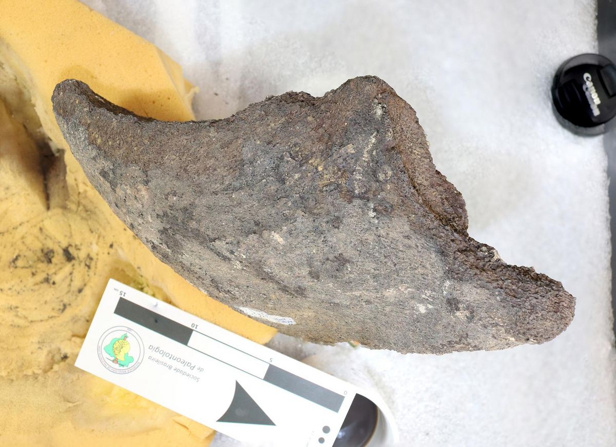 Fóssil de mandíbula gigante encontrado em Rondônia. (Fonte: Senckenberg/ Divulgação)