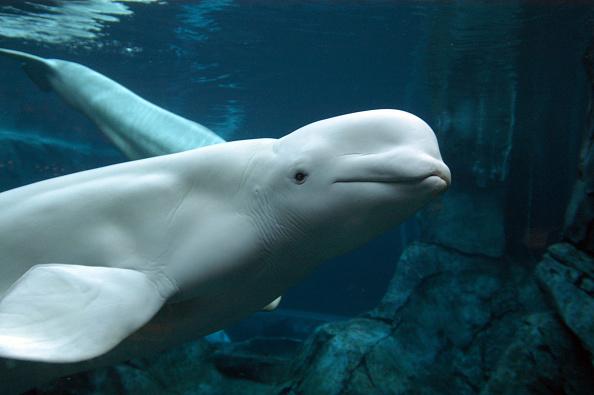 As baleias beluga também conseguem exprimir seus sentimentos sem emitir sons. (Fonte: Getty Images/Reprodução)