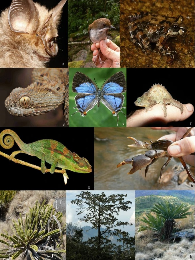 Imagem mostra algumas das espécies encontradas no sudeste do continente africano. (Fonte: Scientific Reports/Reprodução)