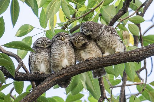 Aves dormindo juntas empoleiradas. (Fonte: Getty Images/Reprodução)