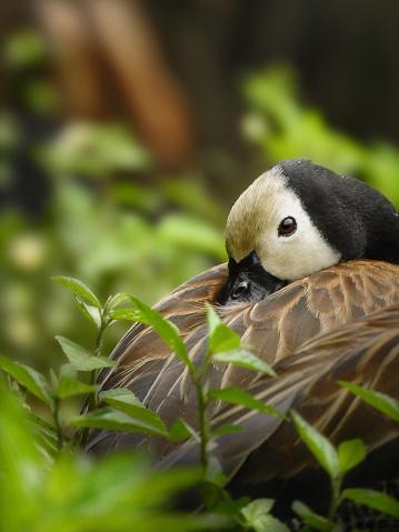 Algumas aves dormem de olhos abertos. (Fonte: Getty Images/Reprodução)