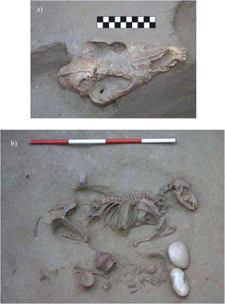 Túmulo encontrado contendo os restos mortais de um cão e um recém-nascido. (Fonte: PLOS ONE/Reprodução)
