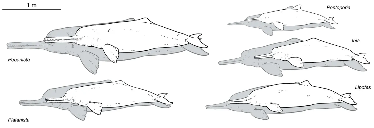 Comparação de tamanho entre diferentes golfinhos fluviais. Pebanista yacuruna no canto superior esquerdo. (Fonte: Science Advaces/Reprodução)