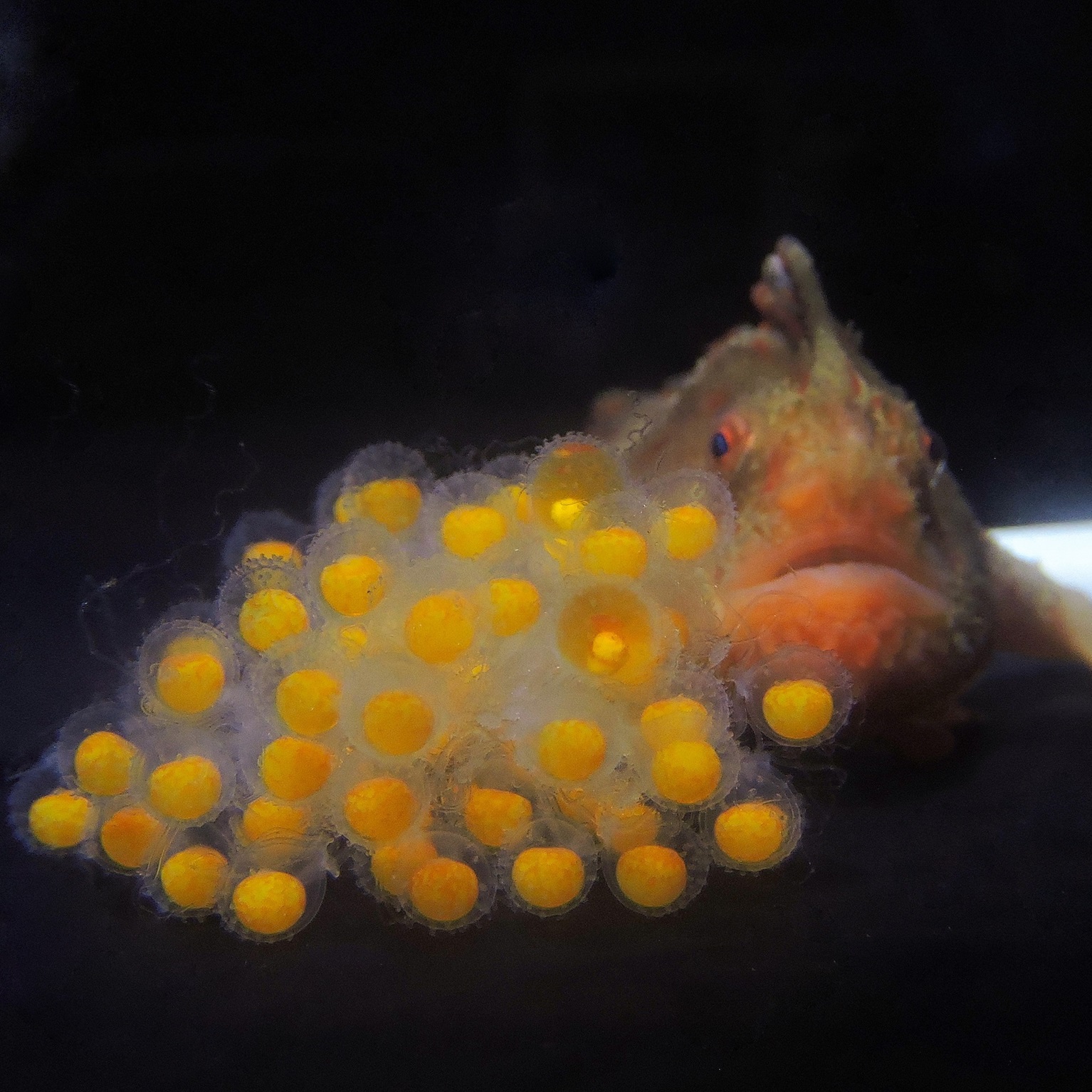 Mãe peixe-mão-vermelha e seus ovos. (Fonte: University of Tasmania/Reprodução)