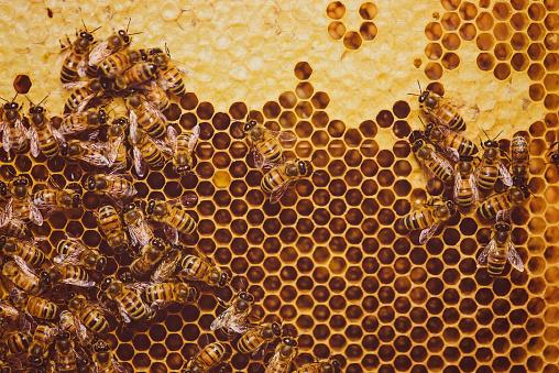 Favo de mel. (Fonte: Getty Images/Reprodução)