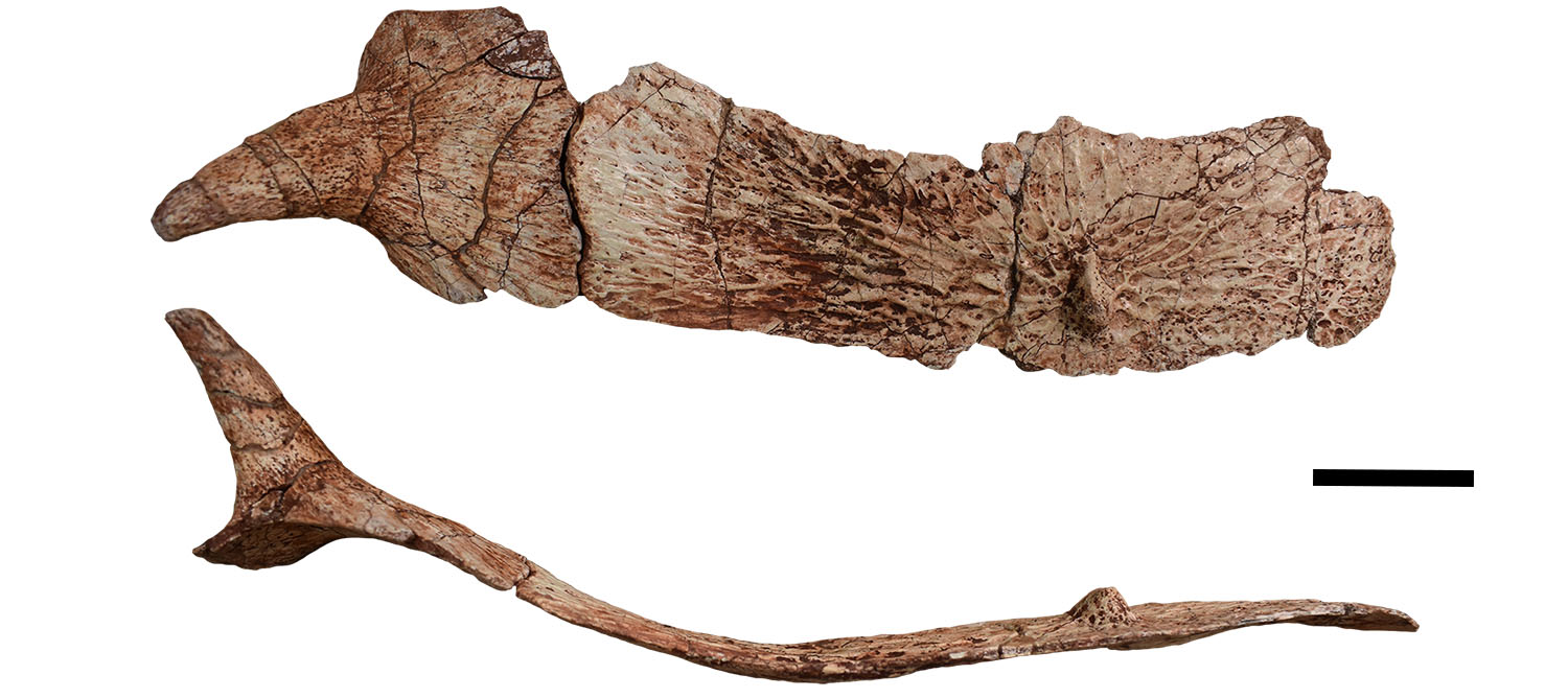 Placa óssea da região do tronco do Garzapelta. (Fonte: Willian Reyes, University of Texas/ Divulgação)