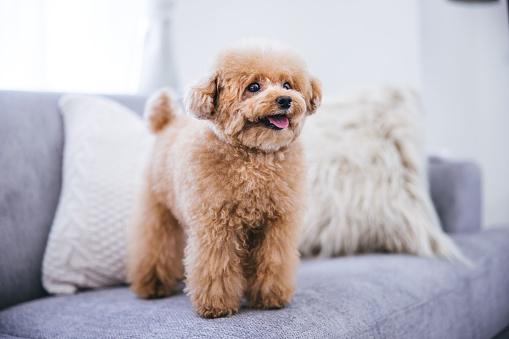 Poodles são muito populares entre pessoas que vivem em apartamentos (Fonte: Getty Images/Reprodução)