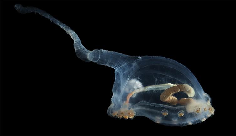Pepino-do-mar transparente apelidado de 