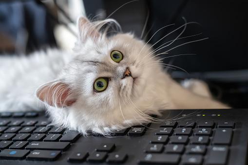 Quem tem um gato persa em casa sabe como é difícil resistir à tanta fofura. (Fonte: Getty Images/Reprodução)