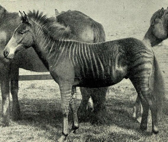 Um zebroide nasce do cruzamento de zebra com cavalo. (Fonte: Wikimedia Commons)