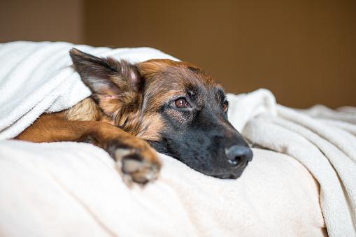 Um uivo canino pode indicar a presença de dor. (Fonte: Getty Images)
