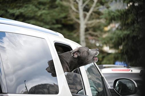 Seu cachorro pode uivar para reagir a barulhos. (Fonte: Getty Images)