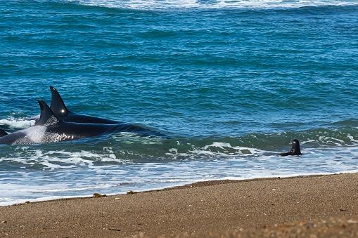 Orcas nadando próximo à costa. (Fonte: Getty Images/Reprodução)