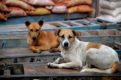 A Índia tem uma grande população de cães de rua. (Fonte: Getty Images/Reprodução)
