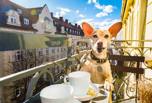 Muitos locais são pet friendly na Alemanha. (Fonte: Getty Images/Reprodução)