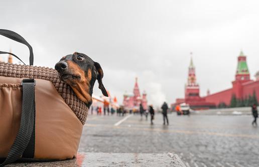 Cachorro na Praça Vermelha de Moscou. (Fonte: Getty Images/Reprodução)