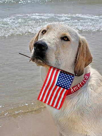 Estados Unidos é o país com a maior população de cães no mundo. (Fonte: Getty Images/Reprodução)