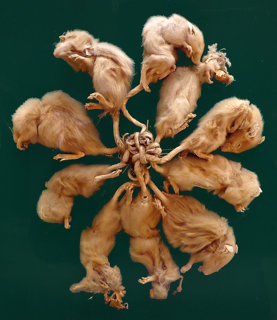 Exemplar de rei dos ratos preservado no Museu Zoológico de Estrasburgo, na França. (Fonte: Wikimedia Commons)