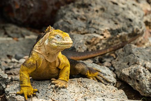 Outras espécies de iguanas são encontradas em Galápagos. (Fonte: Getty Images/Reprodução)
