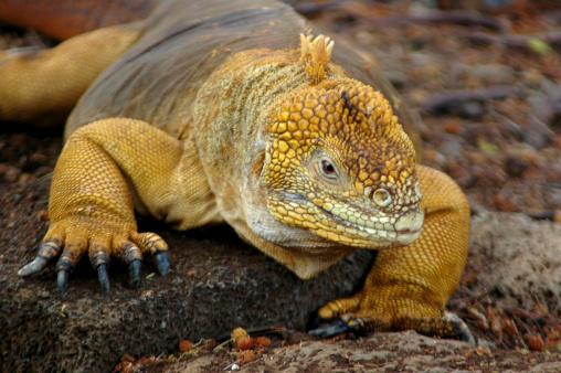 Charles Darwin flagrou as iguanas dando alguns cochilos na ilha. (Fonte: Getty Images/Reprodução)