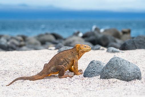 Ratos, gatos e cachorros, animais que foram introduzidos à ilha, contribuíram com a redução da população de iguanas. (Fonte: Getty Images/Reprodução)