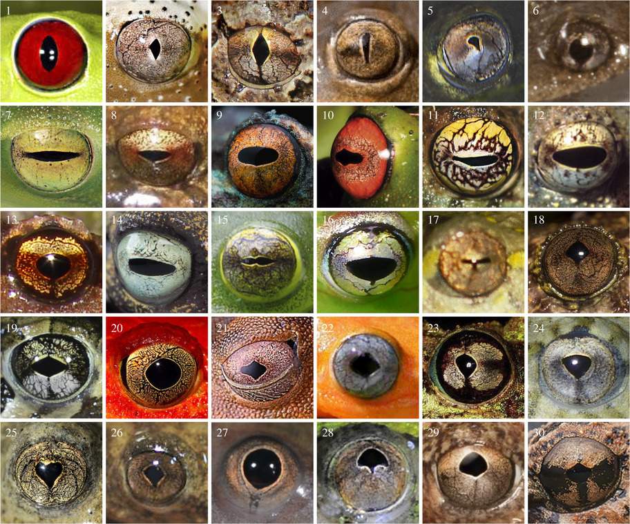 As diferentes pupilas dos anuros formam um belo quadro. (Fonte: Nadia G. Cervino et al/ Divulgação)