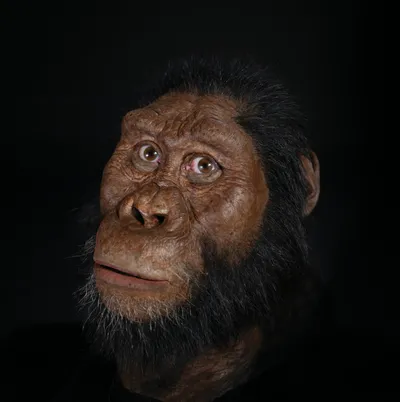 Reconstrução facial de um Australopithecus anamensis. (Fonte: John Gurche/Museu de História Natural de Cleveland)