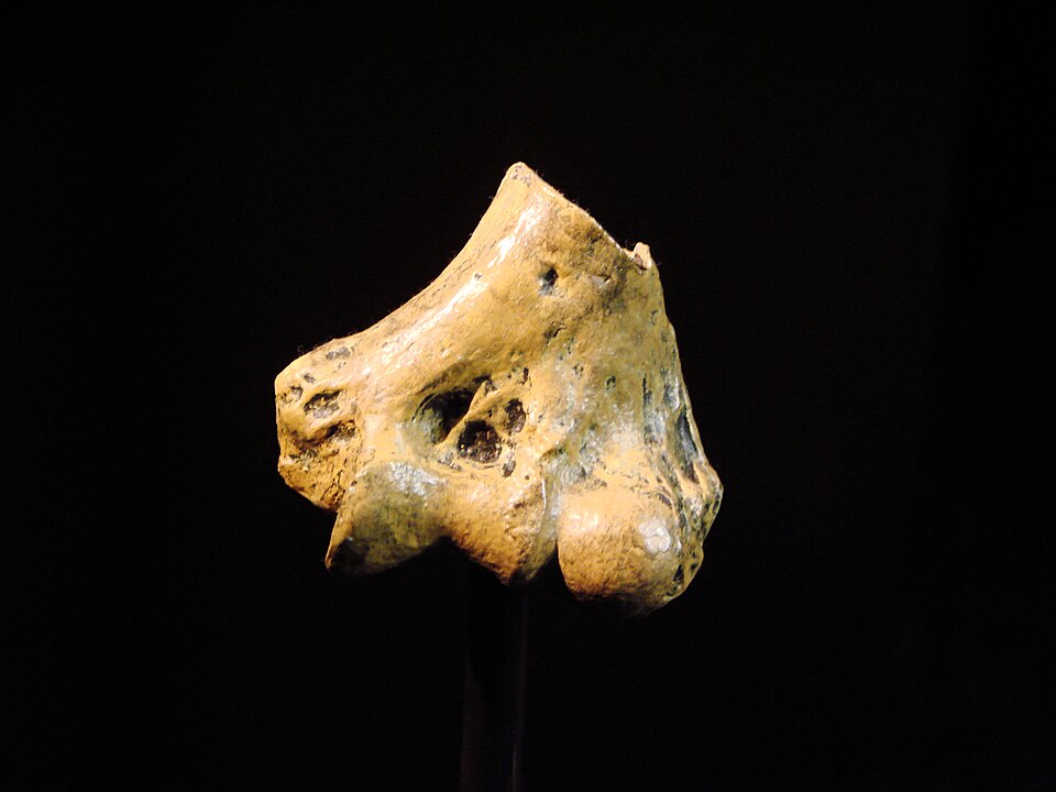 Amostra de um osso fossilizado de um Australopithecus anamensis. (Fonte: Wikimedia Commons)