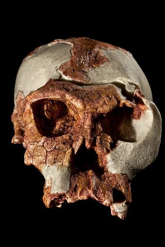 Crânio de um Australopithecus. (Fonte: GettyImages)