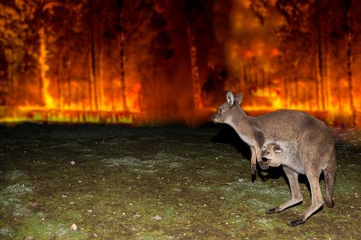 Os incêndios estão destruindo parte do território australiano, ameaçando a existência de espécies animais e vegetais. (Fonte: Getty Images/Reprodução)