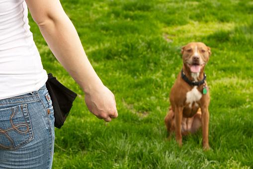 Treine seu cachorro pra fazer xixi no lugar adequado. (Fonte: GettyImages/ Reprodução)