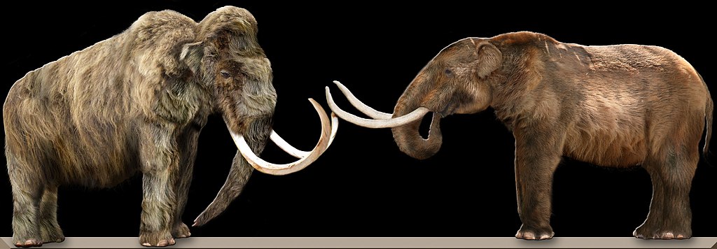 Mastodontes (à direita) eram menores em altura quando comparados aos mamutes (à esquerda). (Fonte: Dantheman9758/Wikimedia Commons/Reprodução)