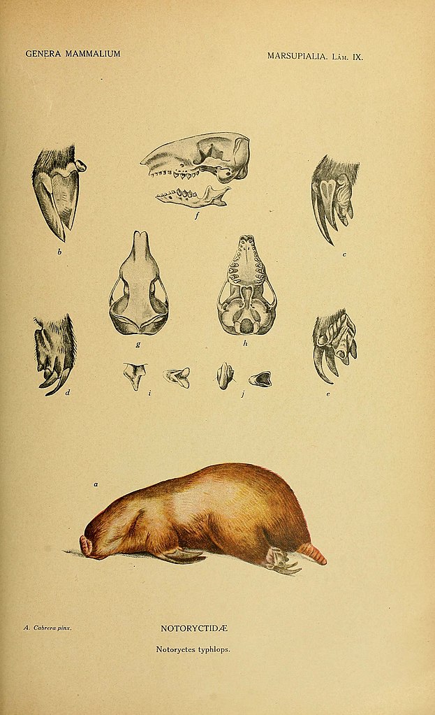Ilustração da constituição corporal do Notoryctes caurinus. (Fonte: Cabrera, Angel; Museo Nacional de Ciencias Naturales, Wikimedia Commons/ Reprodução) 