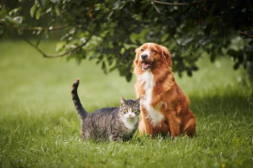 Gatos possuem três tipos sanguíneos diferentes, enquanto cachorros apresentam oito no total. (Fonte: Getty Images/Reprodução)