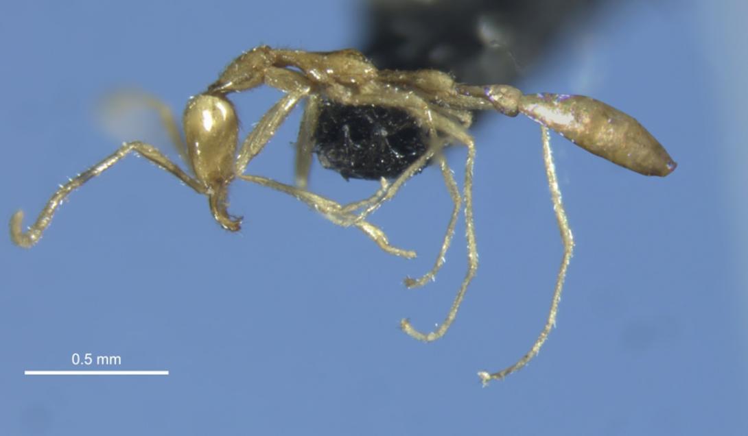 Uma das características da formiga Voldermot é o seu aspecto fantasmagórico. (Fonte: IFLScience/Reprodução)