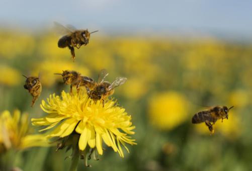 Por conta de sua estrutura, abelhas comuns não se dão bem em ambientes aquáticos. (Fonte: Getty Images/Reprodução)