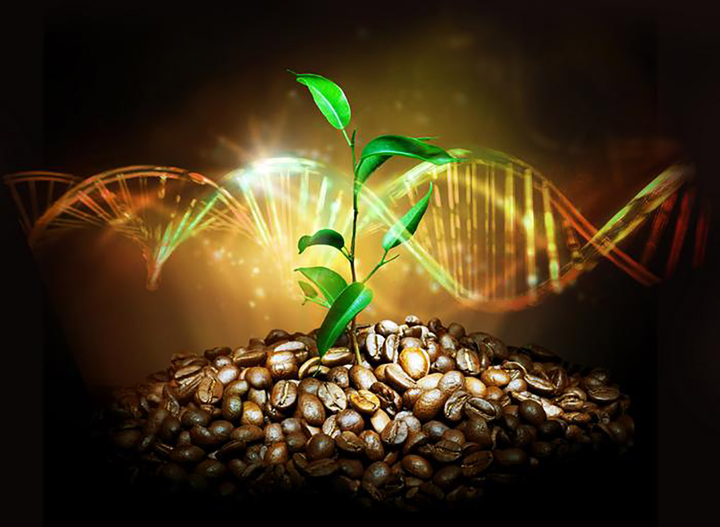 O estudo criou o genoma de referência do café Arábica. (Fonte: Universidade de Buffalo/Divulgação).