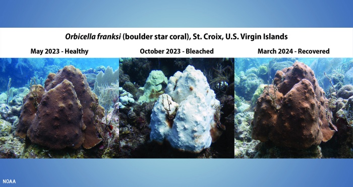 A recuperação dos corais é possível, mas depende de alguns fatores. (Fonte: NOAA/Divulgação)